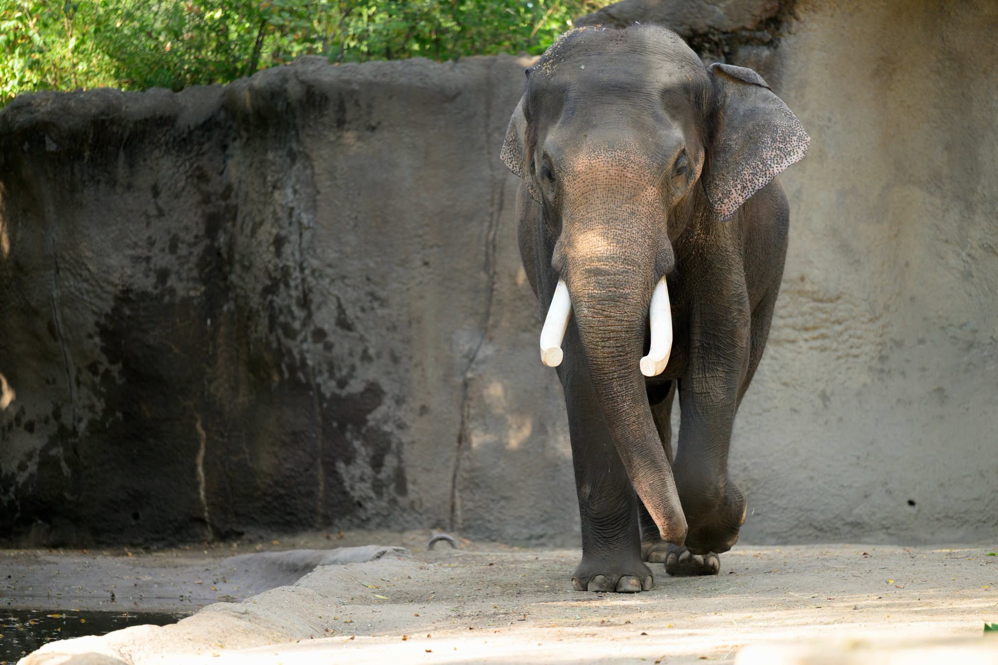 Saint Louis Zoo announces Raja's departure, plans to welcome new elephant in 2027 - KBSI FOX23 News Cape Girardeau News